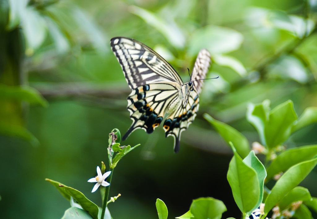 Hình ảnh bướm bay đẹp sắc nét nhất
