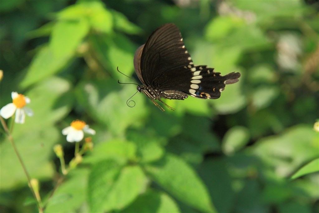 Hình ảnh con bướm đen đang bay