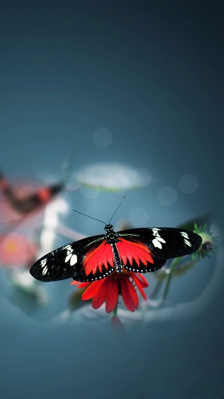 hình ảnh bướm bay