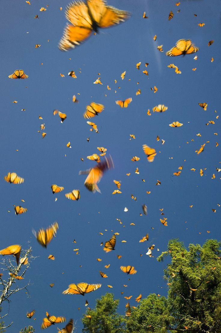 Hình ảnh bướm bay lượn trên bầu trời