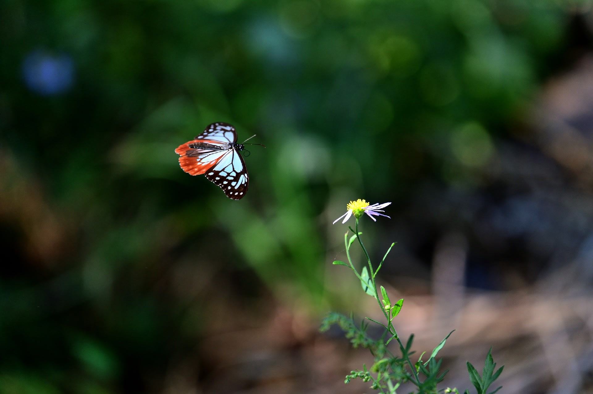 Hình ảnh con bướm đang bay rất sống động