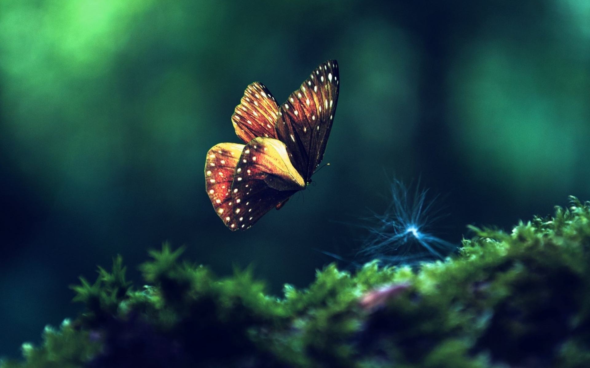 Hình ảnh con bướm đẹp nhất