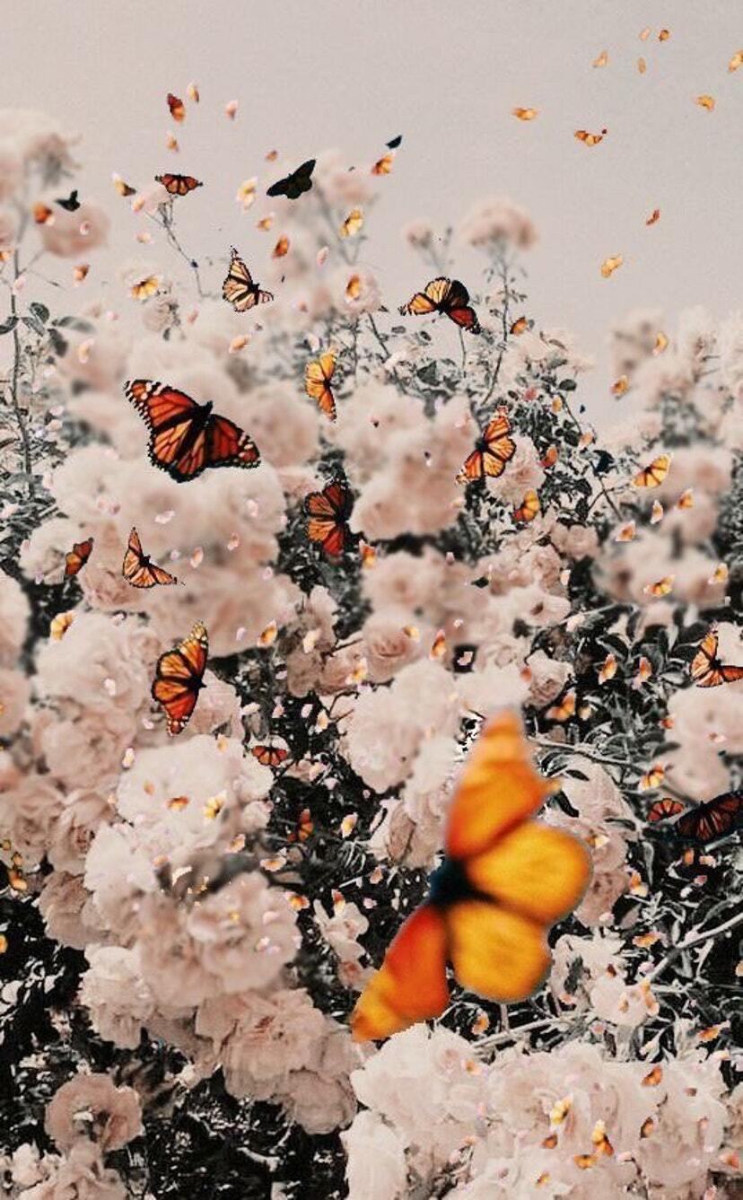 Hình ảnh bướm bay lượn trong vườn hoa