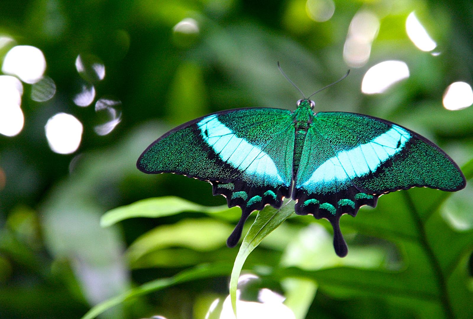 Hình ảnh con bướm dang rộng đôi cánh bay xa