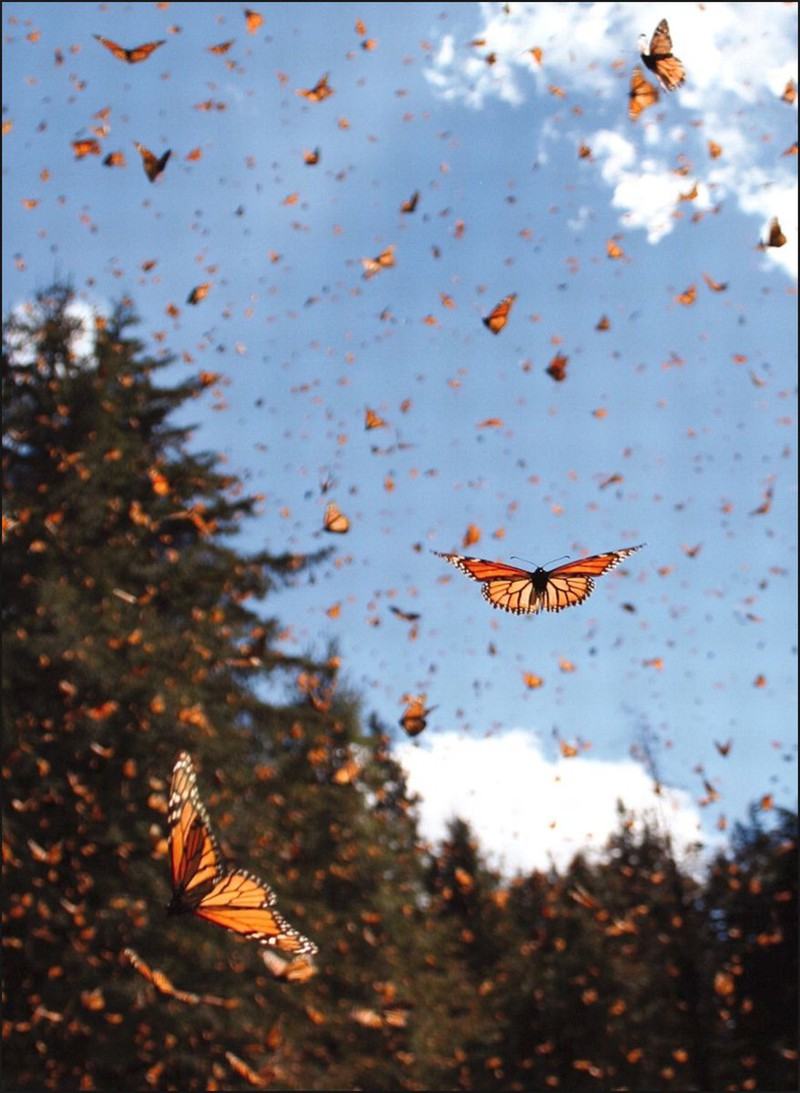 Hình ảnh bướm chúa nhiều màu sắc bay lượn trên bầu trời