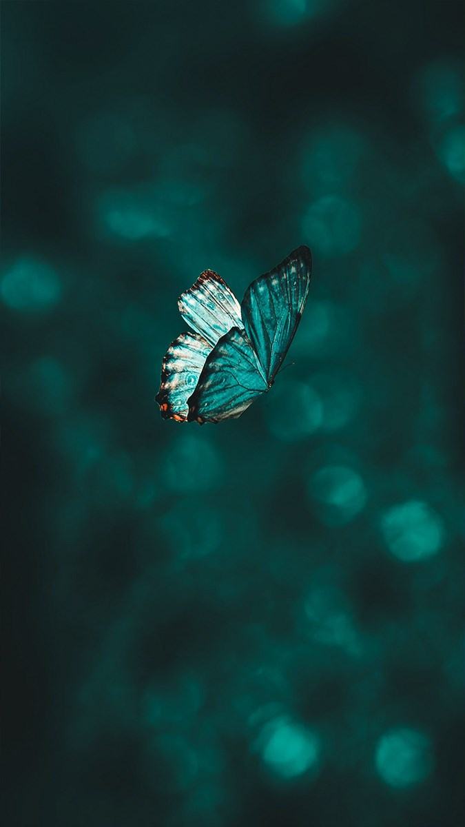 hình nền bướm bay