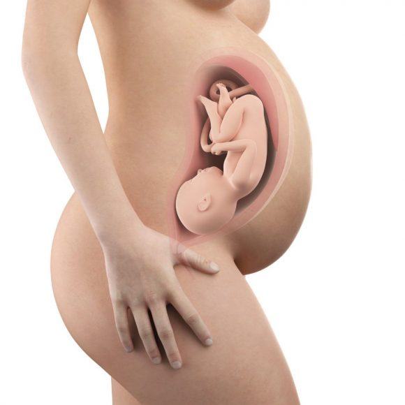 Hình ảnh em bé trong bụng
