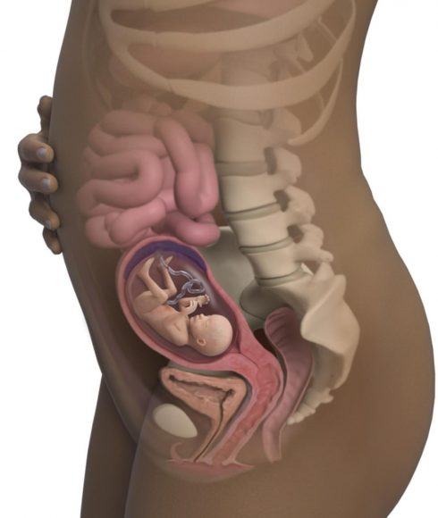 Hình ảnh em bé khi hình thành trong bụng mẹ