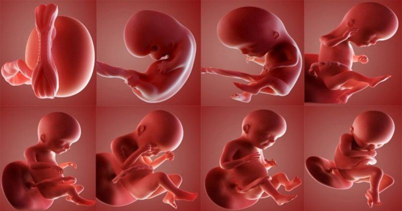 Hình ảnh em bé trong bụng mẹ khi mang thai