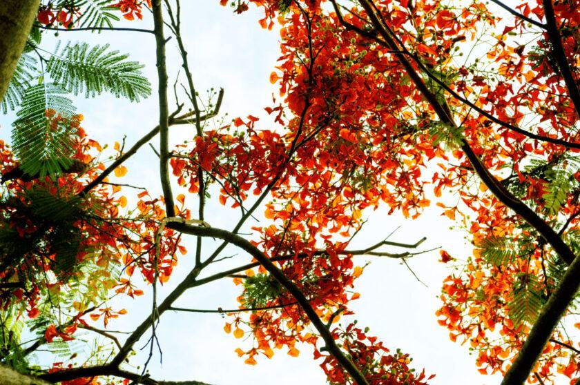 Hình ảnh cây sung vào mùa hè