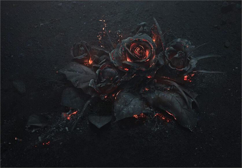 Hoa hồng đen có thật không?
