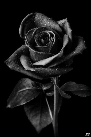 Hình ảnh, ý nghĩa hoa hồng đen – loài hoa mang vẻ đẹp huyền bí ...