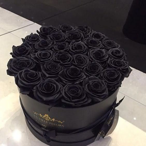 Hình ảnh hoa hồng đen đẹp nhất