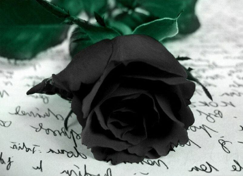 Hình ảnh hoa hồng đen và một lá thư