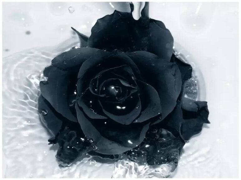 hoa hồng đen buồn