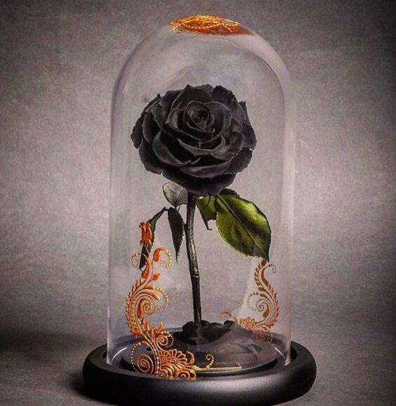 Hoa hồng đen vĩnh cửu trong lồng kính