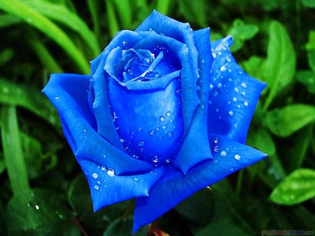 Truyền thuyết về bông hồng xanh