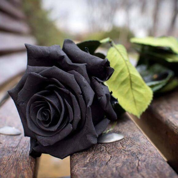hoa hồng đen trong tình yêu
