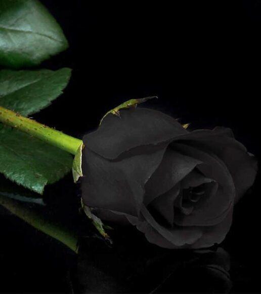 hình ảnh hoa hồng đen