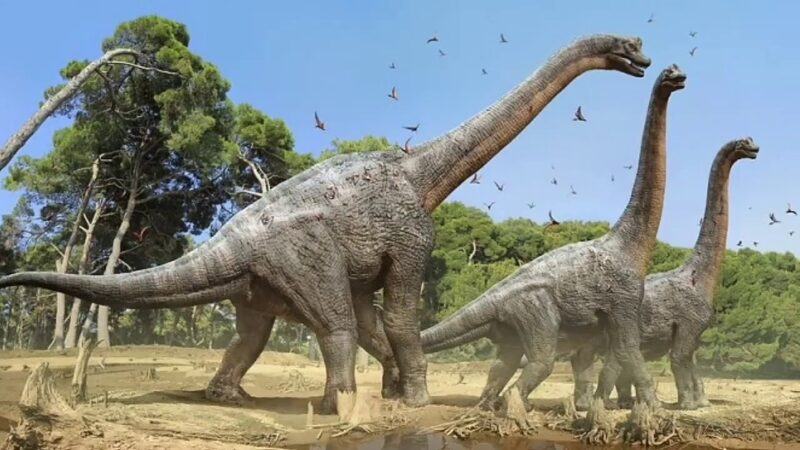 Hình ảnh khủng long ăn cỏ khổng lồ