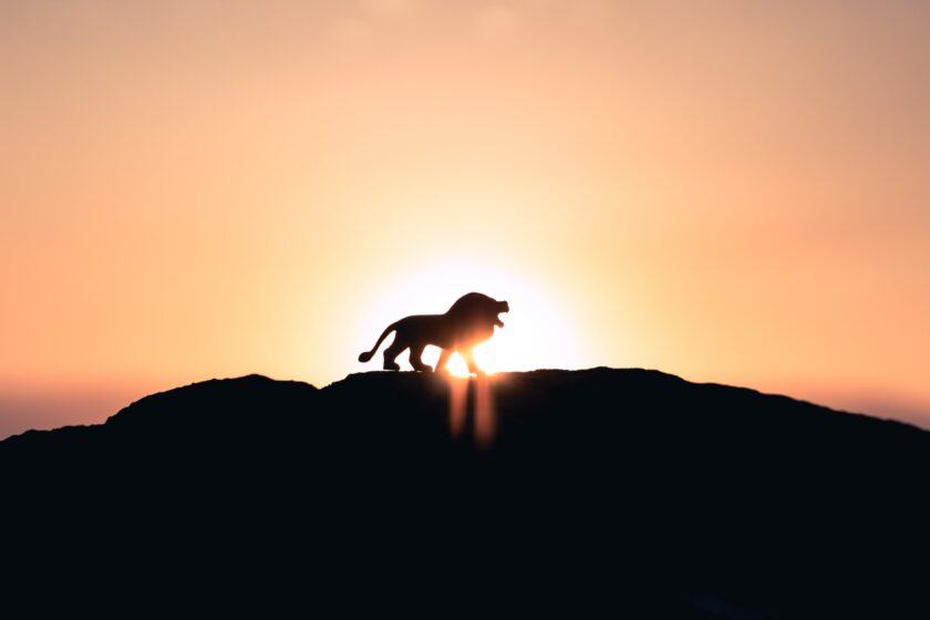 Hình nền sư tử đứng trên đỉnh núi trong nắng mai