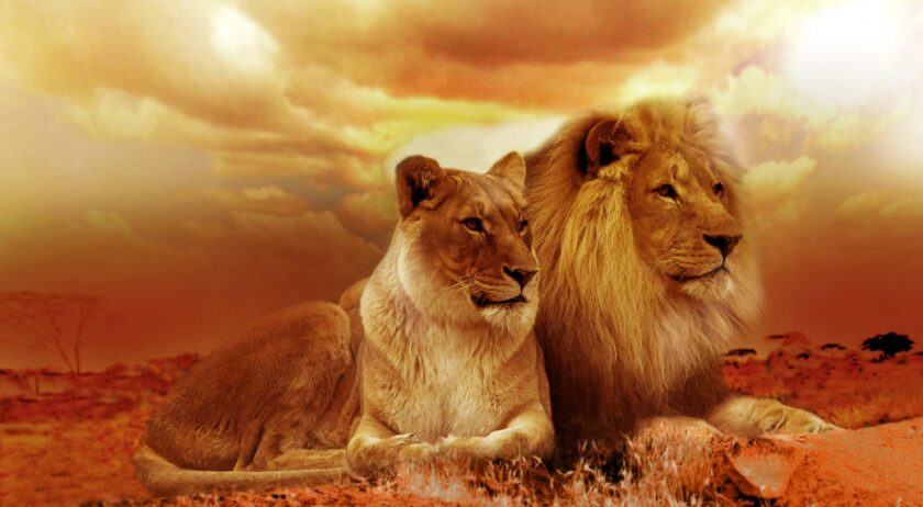 hình nền sư tử sư tử