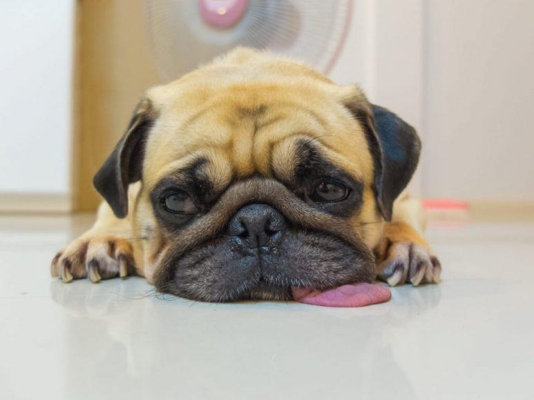 Hình ảnh chó pug mặt buồn đẹp