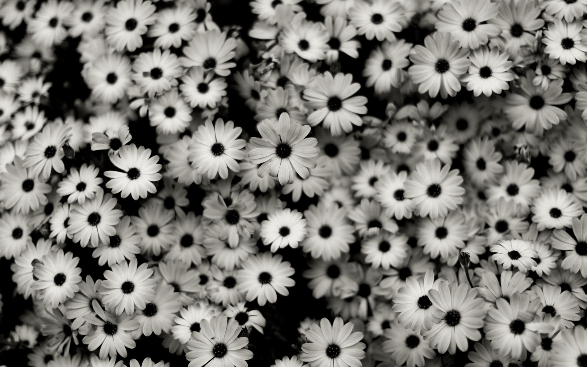 Hình ảnh hoa đen trắng