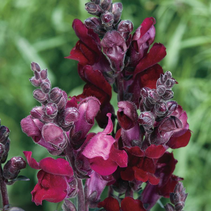 Hình ảnh cây hoa mõm chó đỏ tím