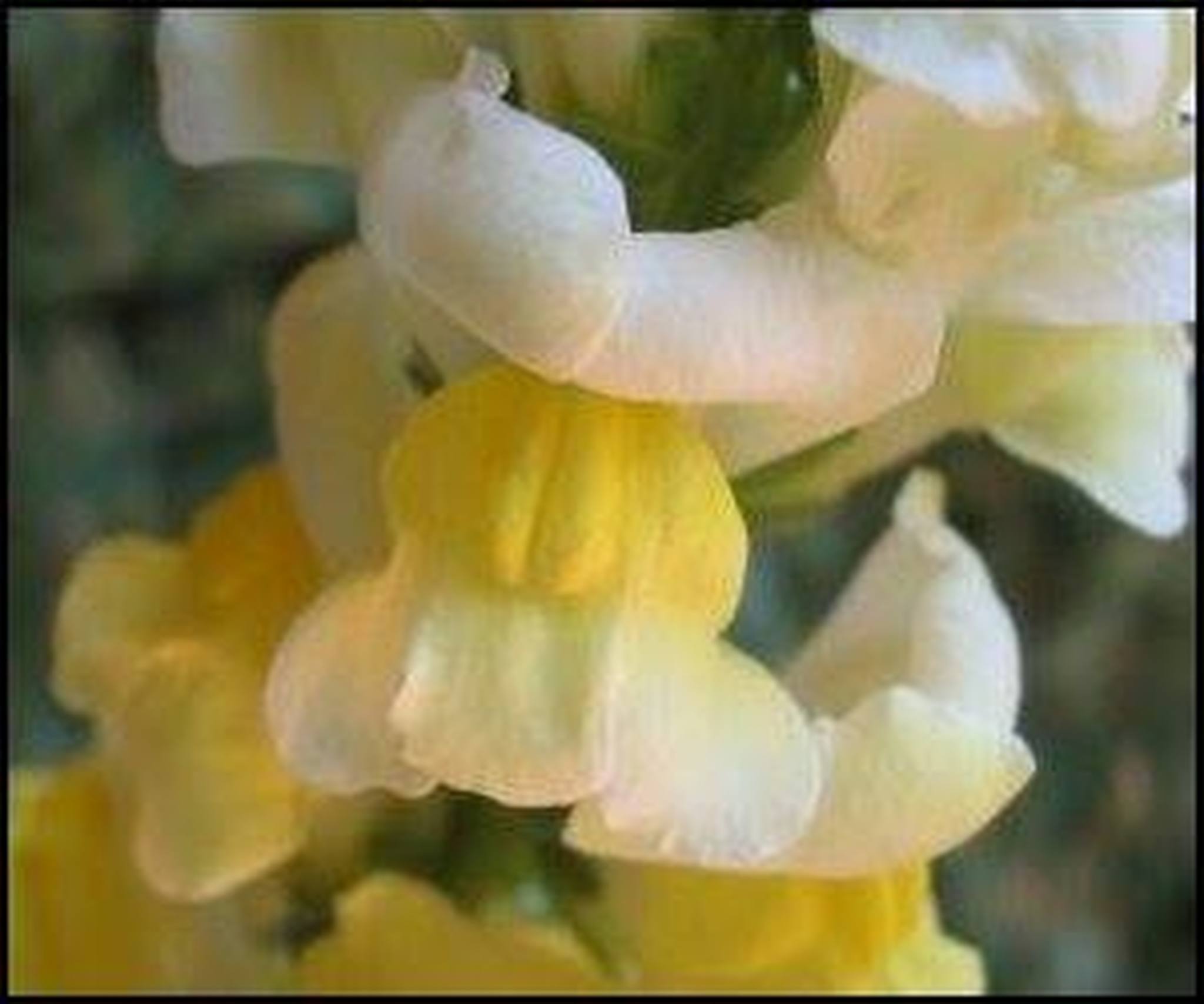 Hình ảnh hoa mõm chó vàng viền trắng
