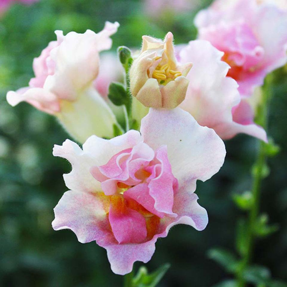 Hoa mõm chó trắng hồng tím