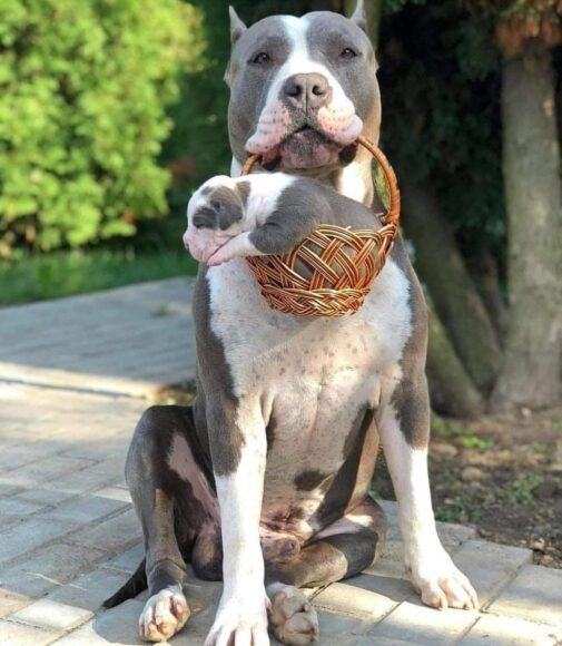 Hình ảnh chó bulldog mẹ và chó con