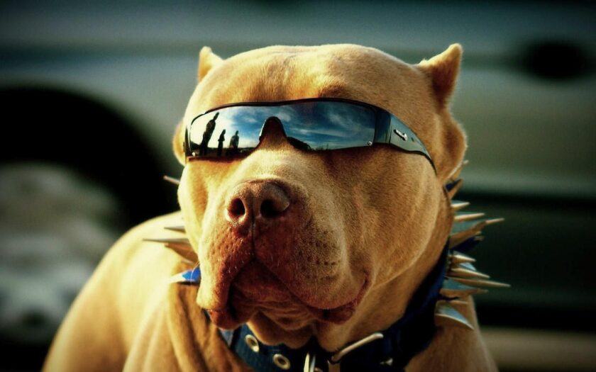 Hình ảnh thú vị về pitbull đeo kính râm
