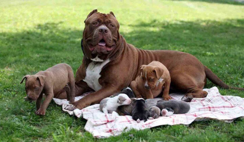 Hình ảnh chó bulldog mẹ và đàn con