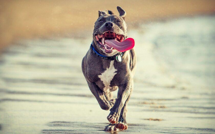 Hình ảnh chó bulldog chạy nhảy