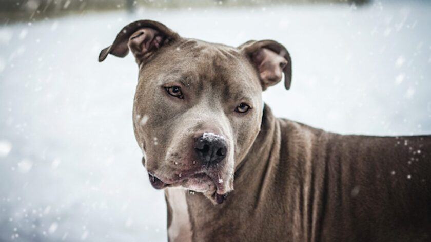Hình ảnh đẹp của pitbull trong tuyết trắng