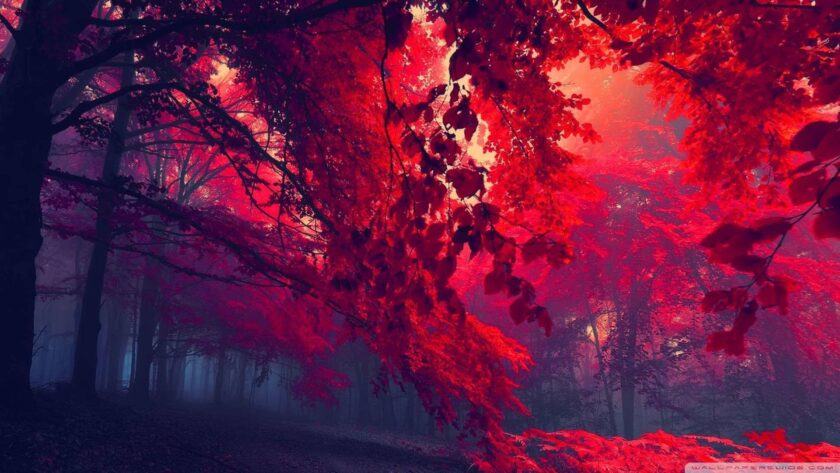 Hình nền rừng đỏ tuyệt đẹp