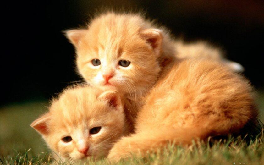 Hình ảnh động vật dễ thương của 2 chú mèo