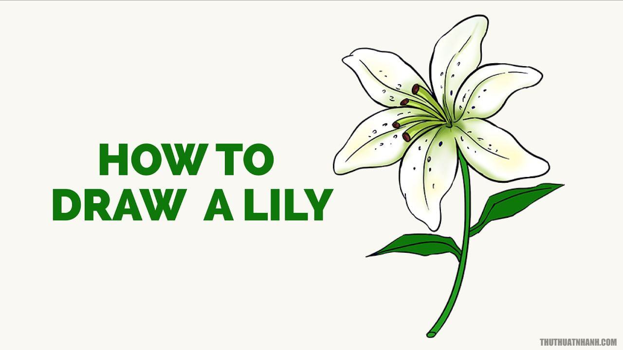 Bạn muốn học cách vẽ hoa ly và hoa loa kèn? Hãy xem hướng dẫn đơn giản và dễ hiểu nhất về cách vẽ hoa ly và hoa loa kèn để trở thành một nghệ sĩ thực thụ.
