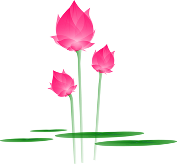 Hình ảnh cây hoa sen PNG