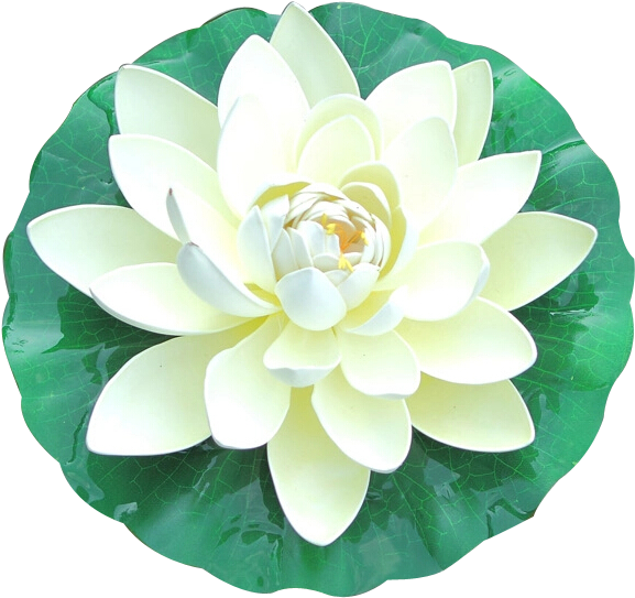 Hình ảnh hoa sen trắng PNG