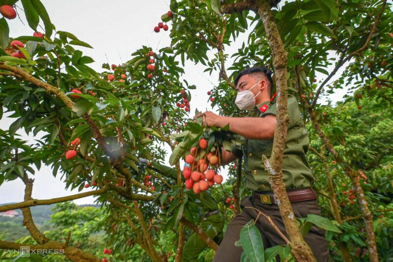 Hình ảnh Công an Trung tâm phòng chống dịch Bắc Giang giúp dân thu hoạch
