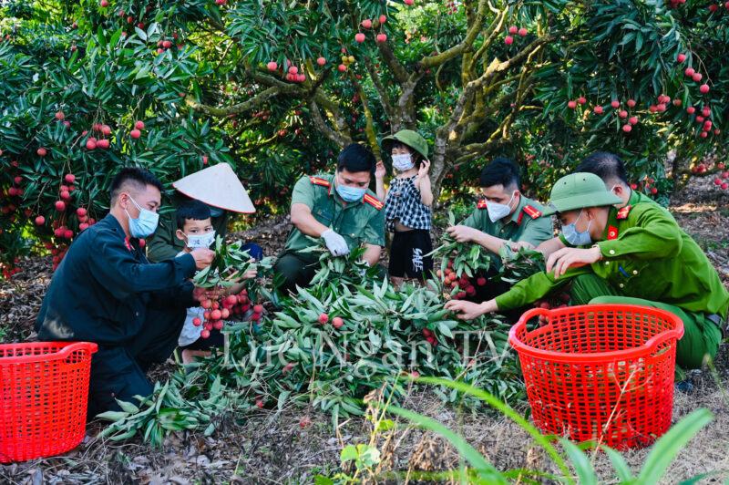 Hình ảnh Công an Bắc Giang giúp dân hái vải