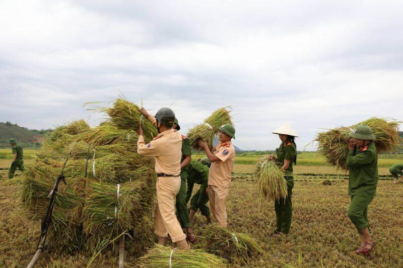 Hình ảnh công an giúp dân gặt lúa trước lũ