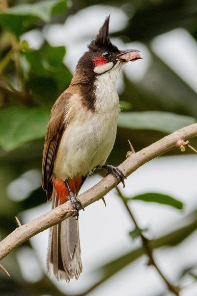 Hình ảnh chim chào mào ăn mồi