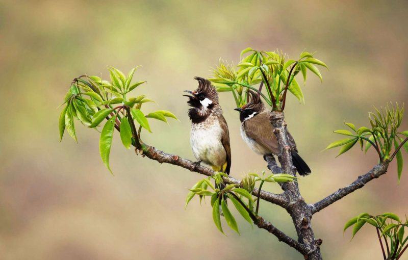 Hình ảnh chim chào mào rõ nét