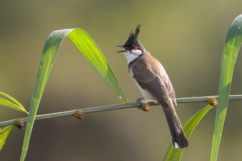 Rễ râu đỏ