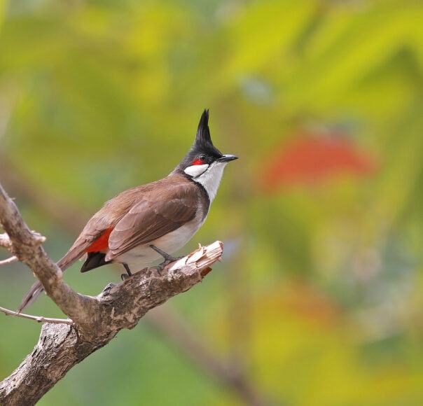 hình ảnh chim vương miện xin chào dễ thương