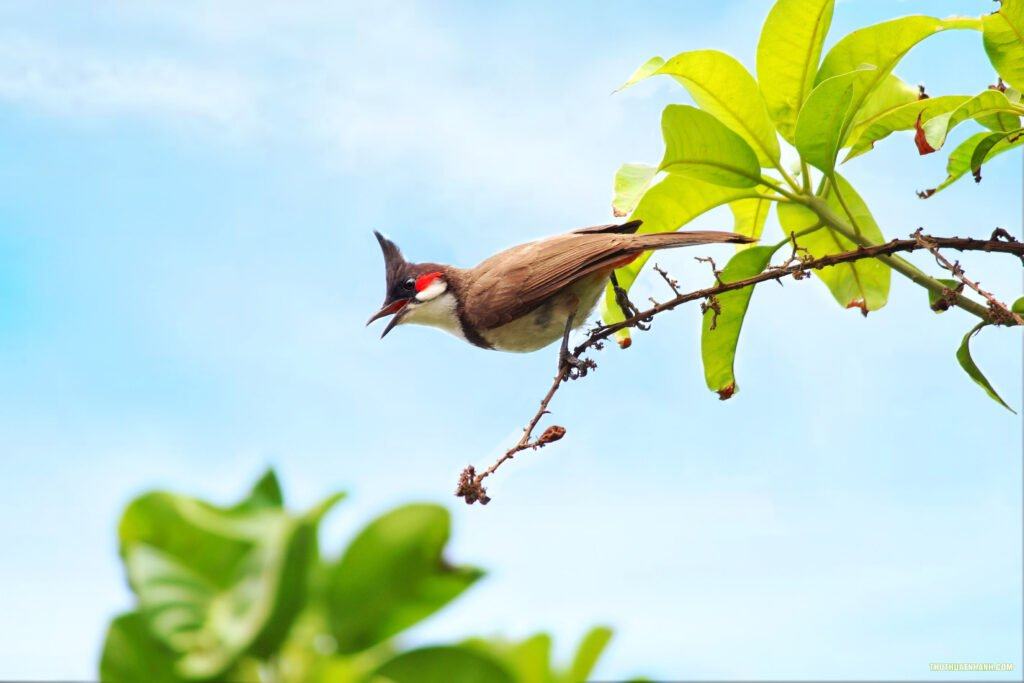 Tìm hiểu thông tin về chim chào mào hót buổi sáng - Tự nhiên và Giải trí