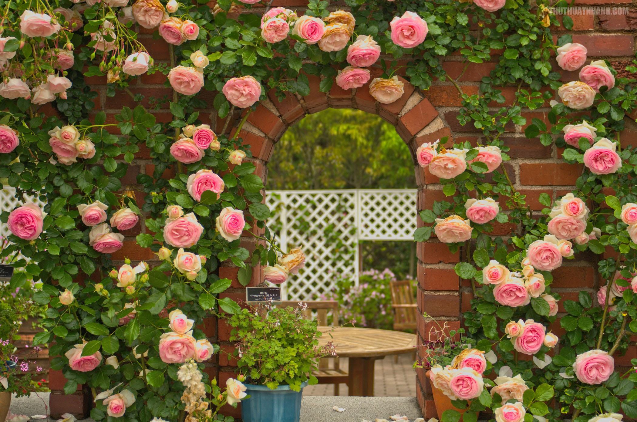 Hình ảnh hoa hồng leo Pháp đẹp nhất